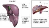 保山男科医院联大